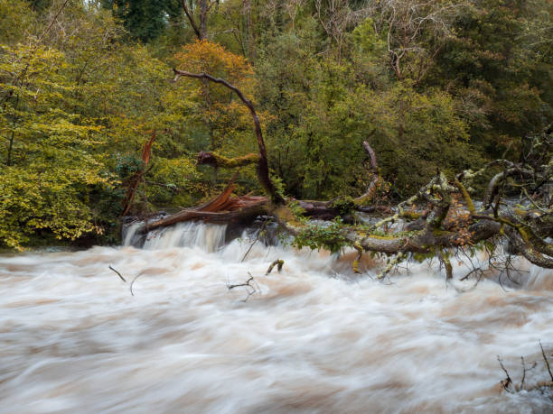 de l’eau déferlant devant un arbre tombé dans une rivière du nord du pays de galles - tree stream forest woods photos et images de collection