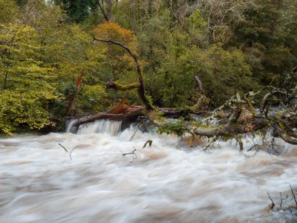 Photo of Water surging past a fallen tree in a river in North Wales