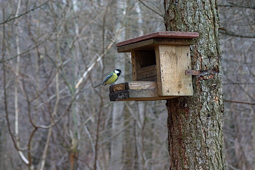 a tit on a feeder in a forest park