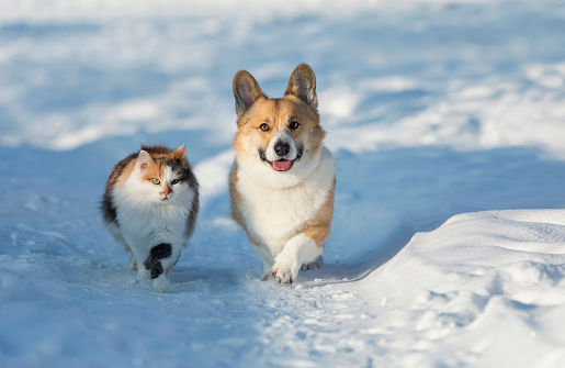 fluffy dog friends corgi and cat walk on a snowy road in the winter garden