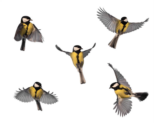 istock set of bird tits in flight on a white isolated background 1353270171