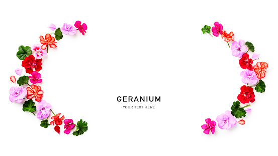 Geranium flowers and leaves creative frame isolated on white background. Composition and border made of pelargonium petals. Summer garden concept. Flat lay, top view. Design element