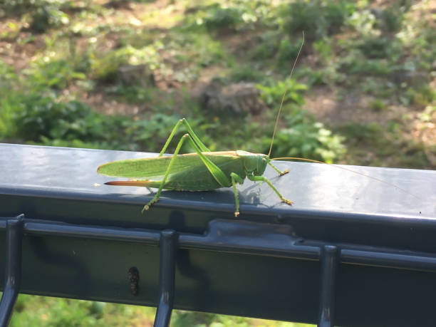istock A large green grasshopper, an agricultural pest. 1353271186