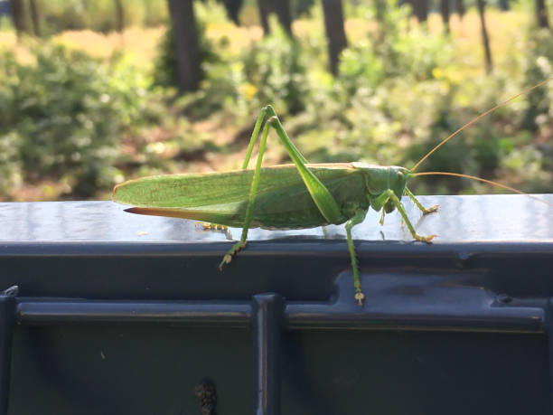 istock A large green grasshopper, an agricultural pest. 1353271209
