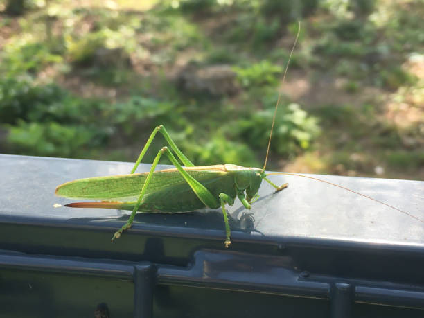 istock A large green grasshopper, an agricultural pest. 1353271215