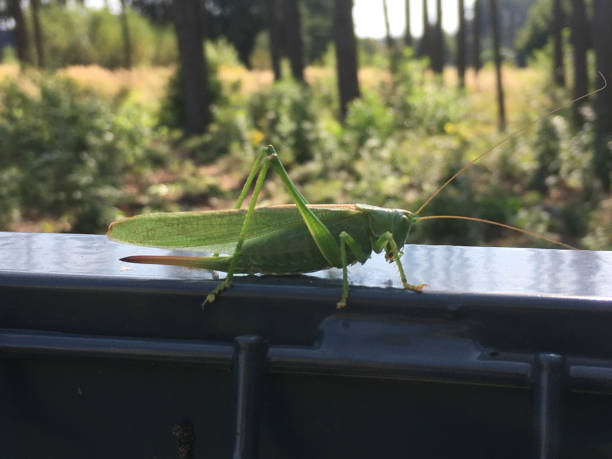 istock A large green grasshopper, an agricultural pest. 1353271224