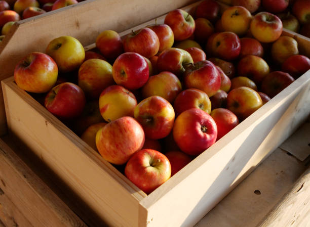 istock Shiny Apples In a Wooden Box 1353271916