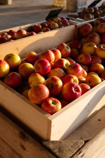 istock Shiny Apples In a Wooden Box 1353271934