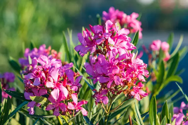 Photo of Nerium Oleander on Santorini in South Aegean Islands, Greece