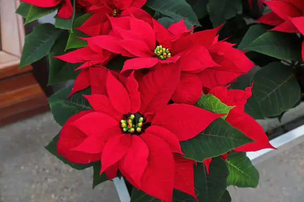 Brightly colored red leafed poinsettias for sale.