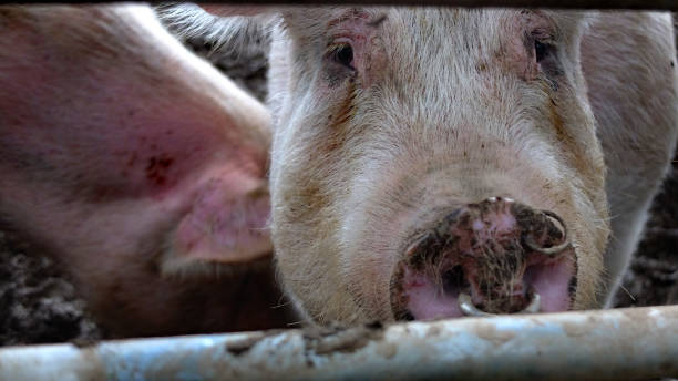 istock Farm pigs, livestock 1353274493