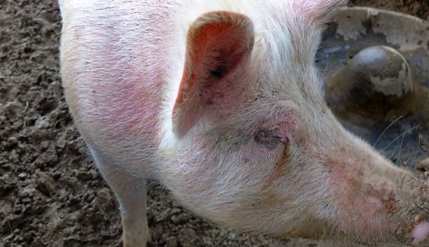 istock Farm pigs, livestock 1353274514