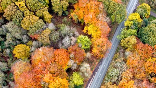 istock Aerial View Of Autumn Trees 1353275134