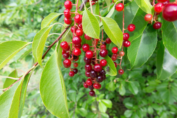 istock A twig with black, ripe bird cherry berries 1353275819