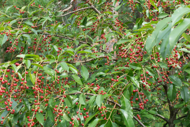 istock A twig with black, ripe bird cherry berries 1353275839