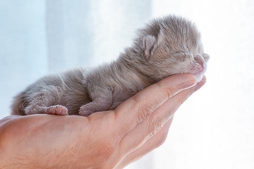 Newborn Kitty in a Man Hand