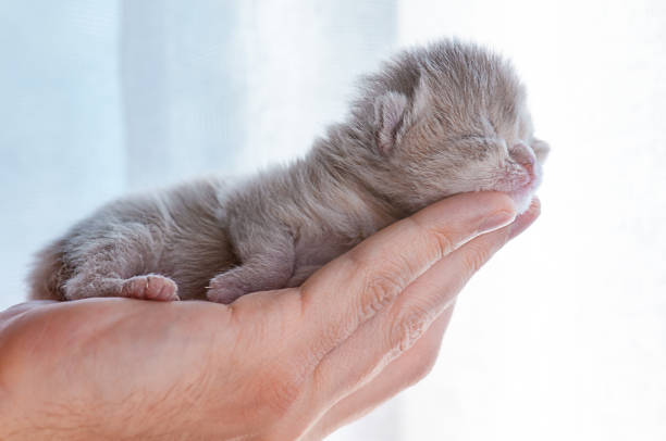 Newborn Kitten in Hand Newborn Kitty in a Man Hand newborn animal stock pictures, royalty-free photos & images