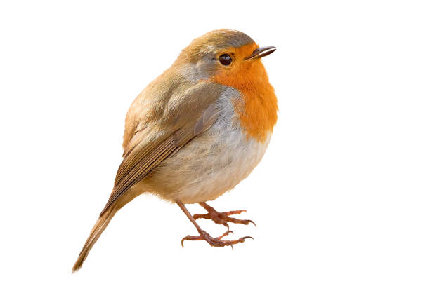 petirrojo europeo aislado sobre fondo blanco (erithacus rubecula). - robin fotografías e imágenes de stock