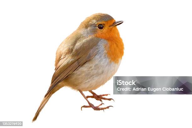 European Robin Isolated On White Background Stock Photo - Download Image Now