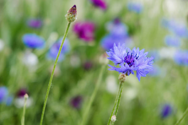 A close up of blue cornflowers in bloom