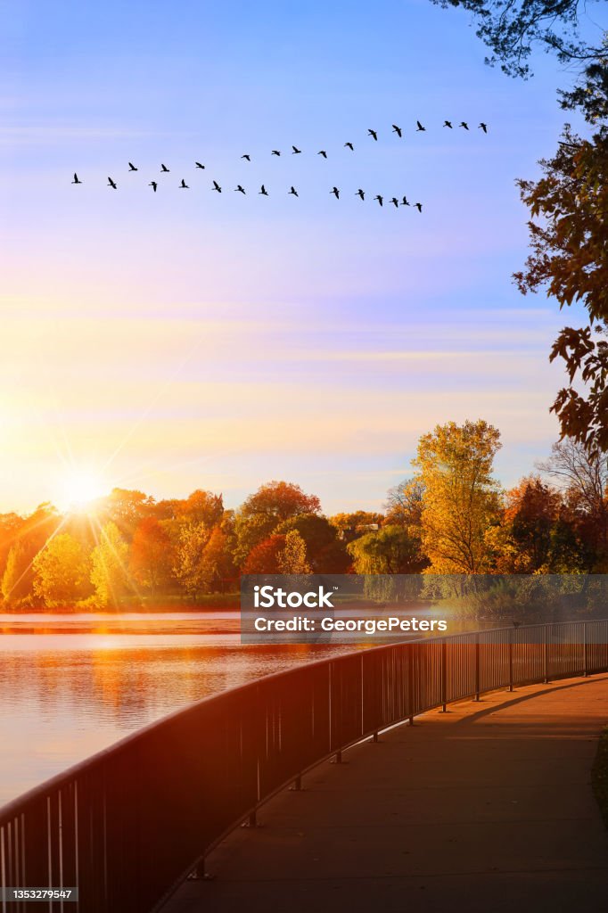Lake with vibrant fall colors and flock of Canada Geese Lake with vibrant fall colors and flying waterfowl Lake Stock Photo