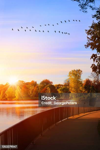 Lake With Vibrant Fall Colors And Flock Of Canada Geese Stock Photo - Download Image Now