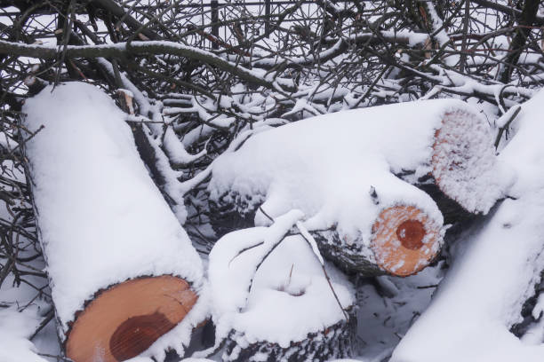 sawn tree trunks covered with snow stock photo