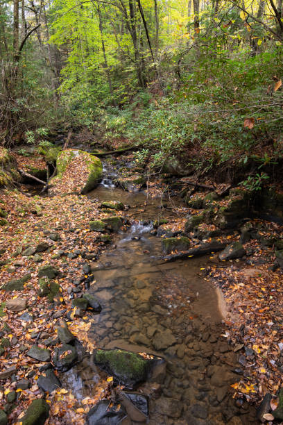 istock Stream through the forest in autumn 1353279957