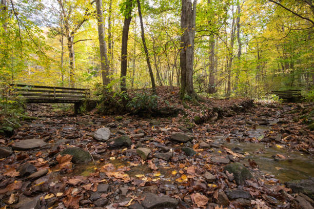 istock Two bridges in the woods 1353280388