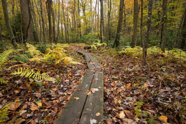 Path through the forest in autumn stock photo