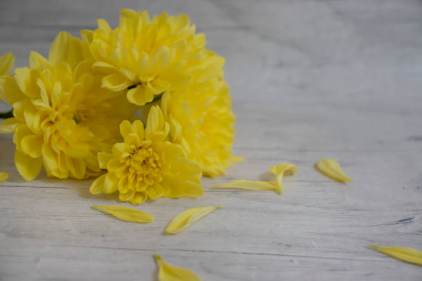 istock yellow chrysanthemum on a wooden background background 1353280410