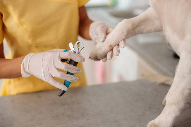 istock Dog visits vet for regular check up in clinic 1353281687