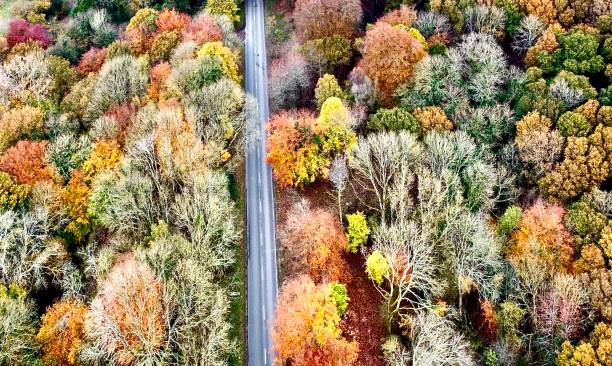 istock Aerial View Of Autumn Trees 1353281867