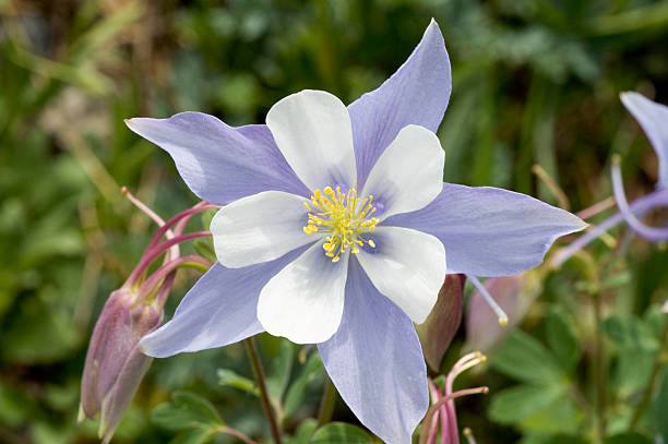 istock Colorado Columbine 135328451