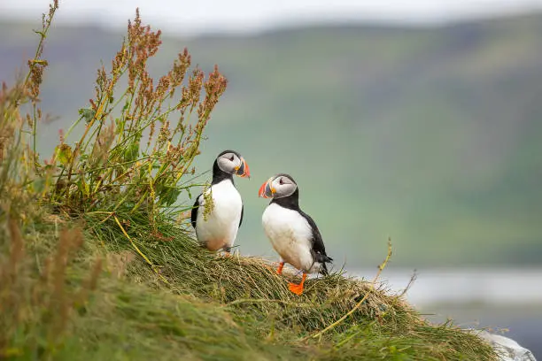 Photo of Puffins on a cliff
