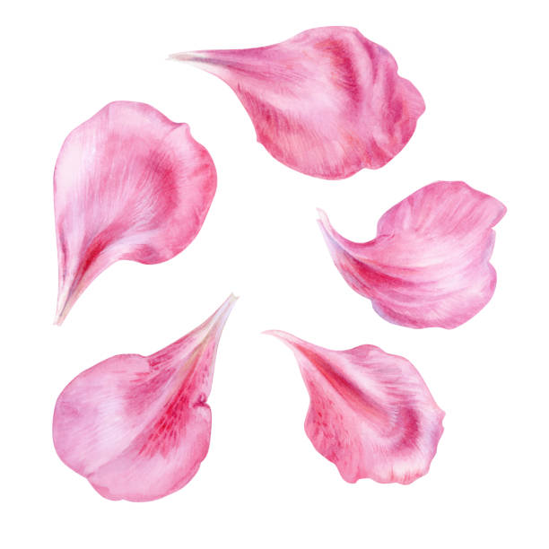 Pink azalea petals, rhododendron flowers, watercolor illustration Pink azalea petals, rhododendron flowers, watercolor illustration rose petal stock illustrations