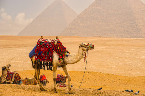 istock The camel caravan is in front of the Egyptian pyramids. 1353286348