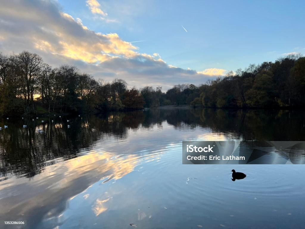 Duck on lake in Heaton Park Lake in Heaton park, Manchester Animal Stock Photo