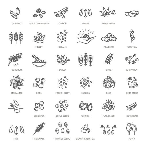 ilustraciones, imágenes clip art, dibujos animados e iconos de stock de conjunto de iconos vectoriales de semillas de plantas - avena