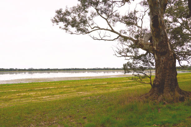 istock Edenhope,  Wimmera, Victoria, Australia 1353287143