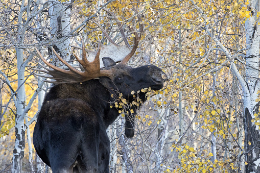 Adult bull moose with large antlers pauses and eats aspen leaves in tree grove in Jackson, Wyoming, near Grand Teton National Park
