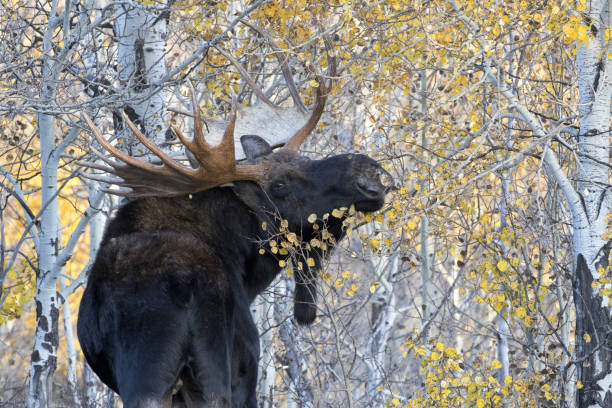 ID: 1353288014

Large antlered bull moose turns and eats leaves in aspen grove stock photo