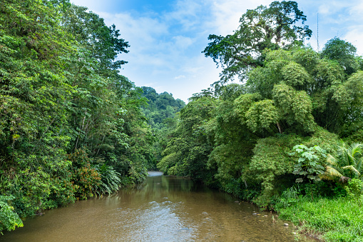 Quiet river located in Grand Riviere on the island of Trinidad in the West Indies on a beautiful sunny day.