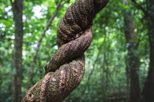 Detail of a twisted liana plant in the jungle forest of Tikal, Peten, Guatemala