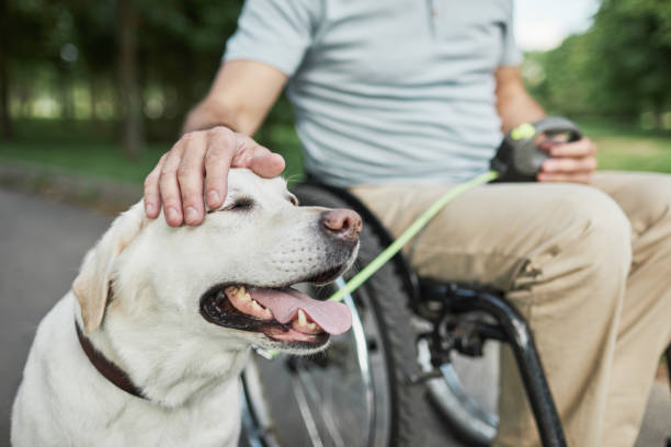 istock Man in Wheelchair Petting Dog 1353290904