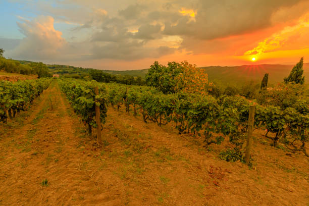 istock Vineyards of Tuscany 1353291634