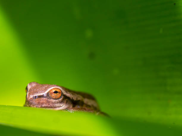 istock Macro photography of a tiny brown tree frog hidden on a lily leaf 1353299055
