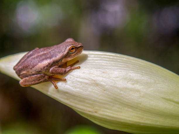 istock Macro photography of a tiny brown tree frog standing on a white lily bud 1353299085