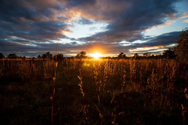 istock Sun Touched Grass Blades at Sunset 1353299161