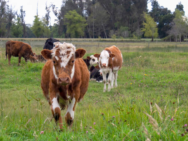 istock A brown and white steer looking at the camera 1353299374